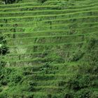 Horizontalaufnahme der Reisterassen von Banaue