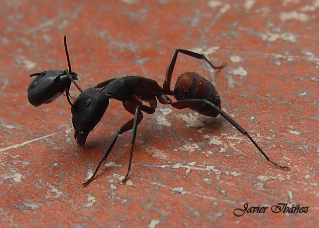 Hormiga atrapada por la cabeza de su contrincante