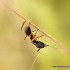 Hormiga de patas anaranjadas