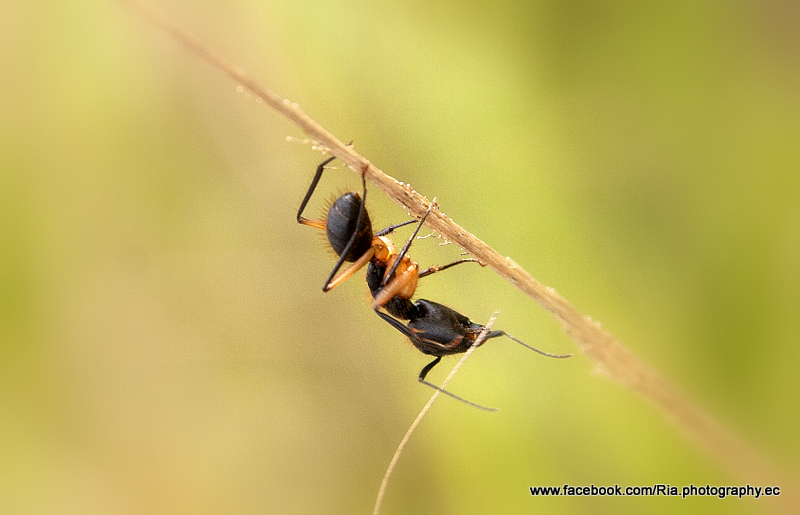 Hormiga de patas anaranjadas Imagen & Foto naturaleza diversa , insectos, naturaleza Fotos de Hormiga de patas anaranjadas Imagen & Foto naturaleza diversa , insectos, naturaleza Fotos de