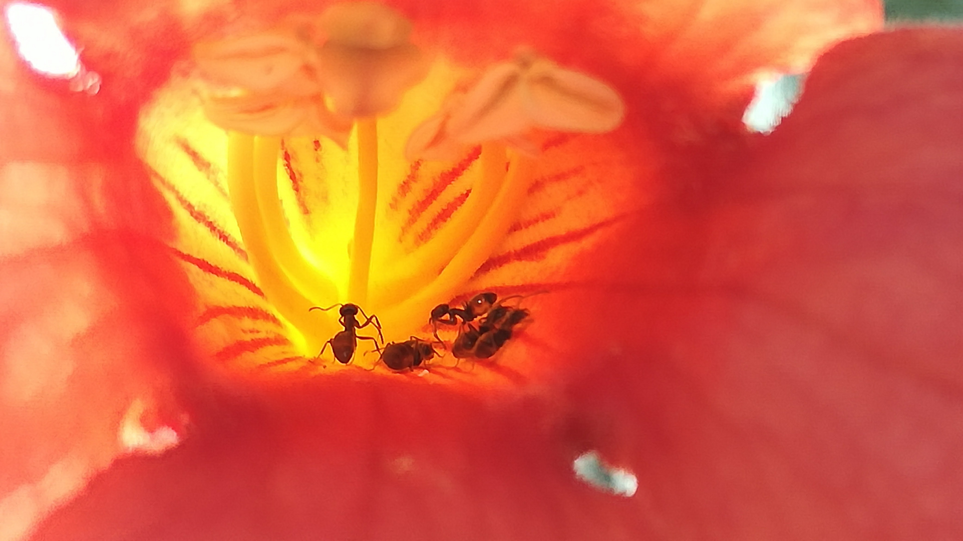 Hormiga en flor