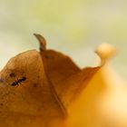 Hormiga solitaria en otoño