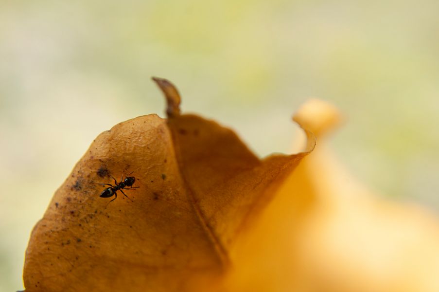 Hormiga solitaria en otoño