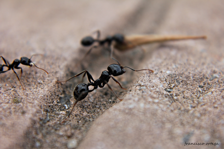 hormigas a trabajar