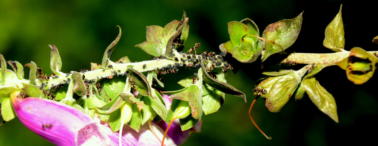 hormigas en el arbol