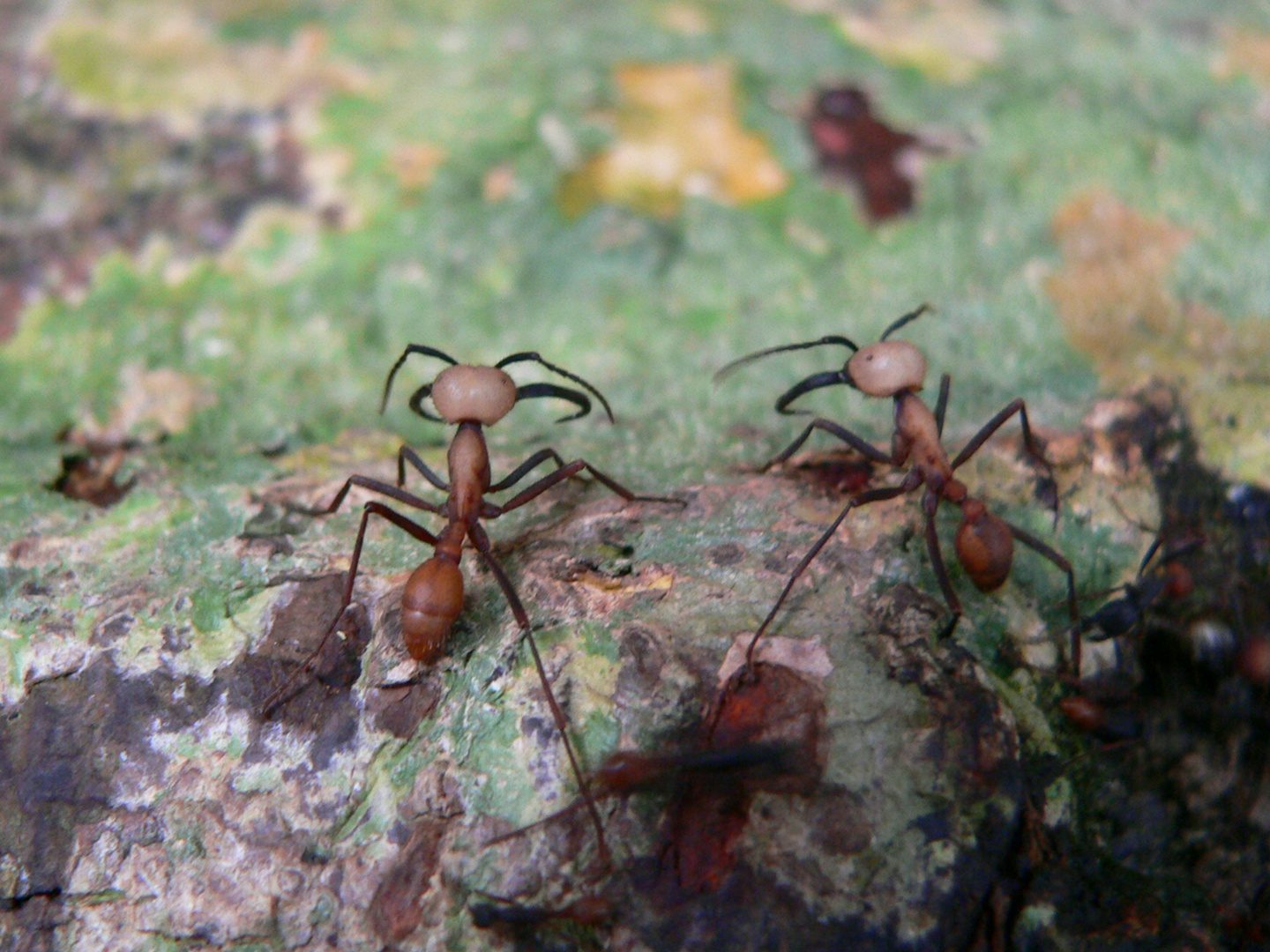 Hormigas en la Selva