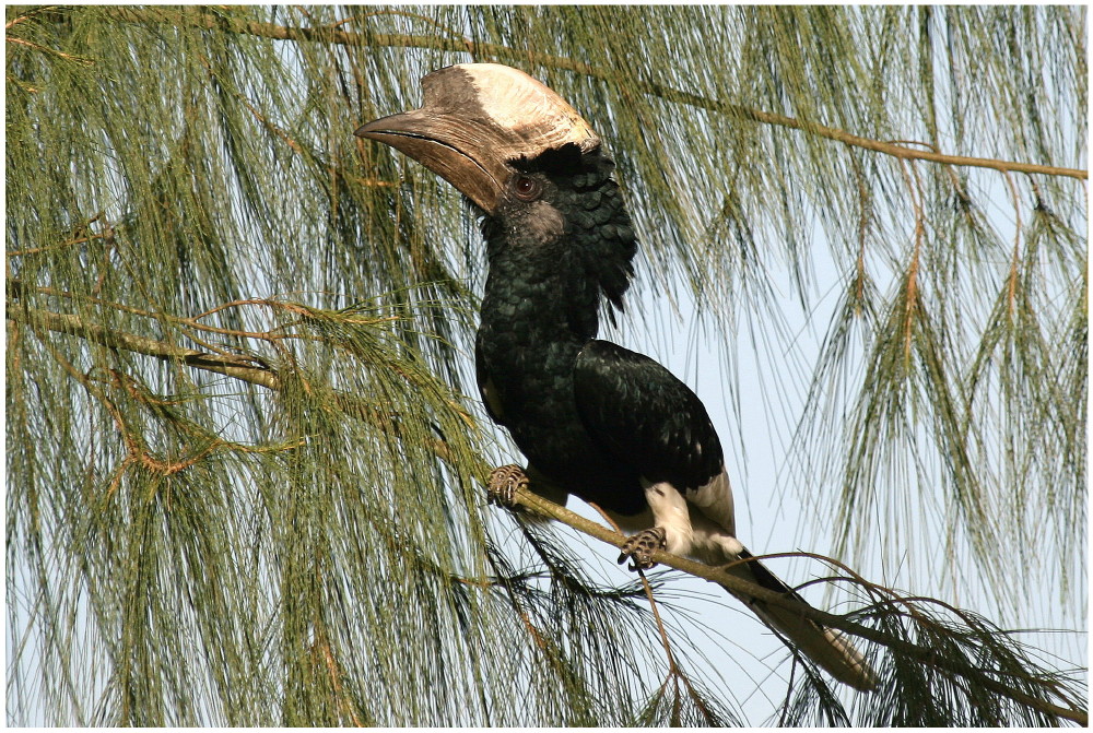 Horn Bill - Hornvogel