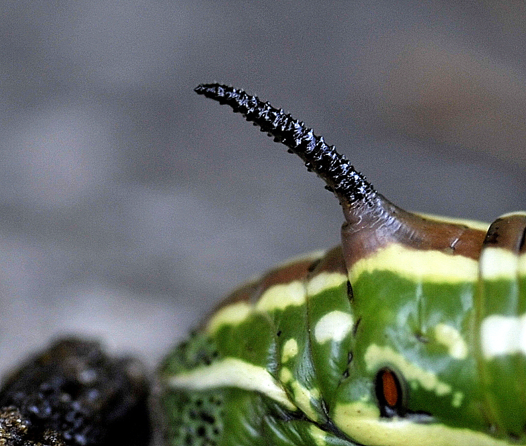 Horn eines Kiefernschwärmers