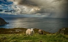 Horn Head Sheep
