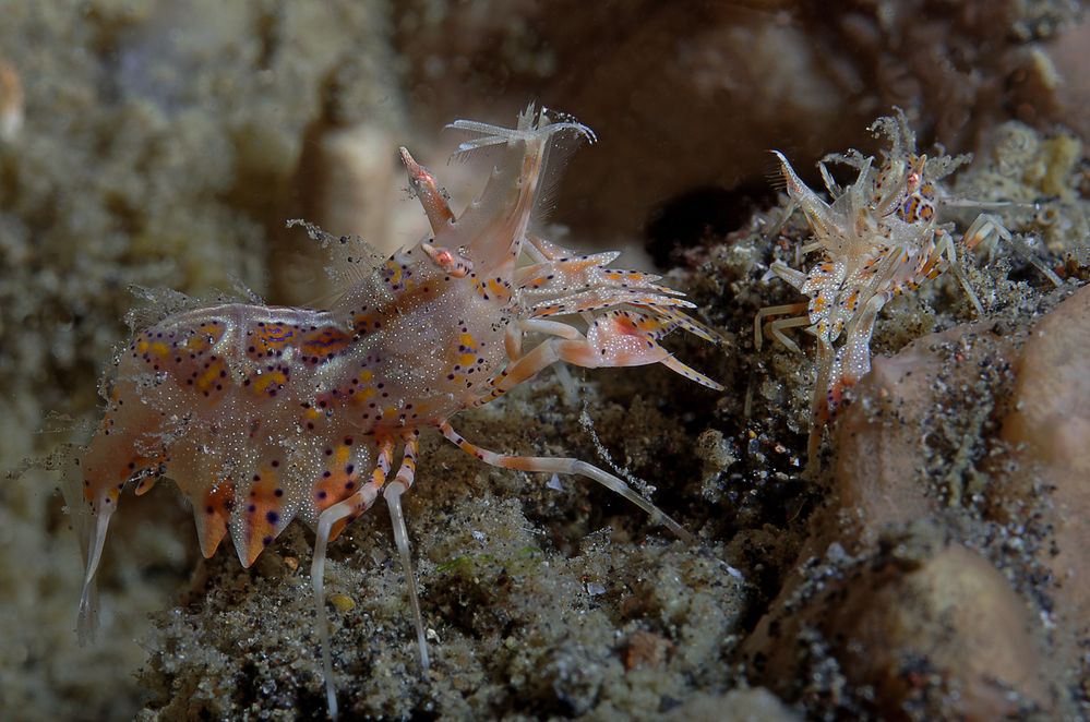 Horn-Hummelgarnele (Tiger-Shrimp)