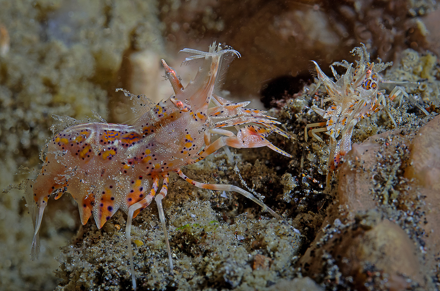 Horn-Hummelgarnelen (Tiger-Shrimp)