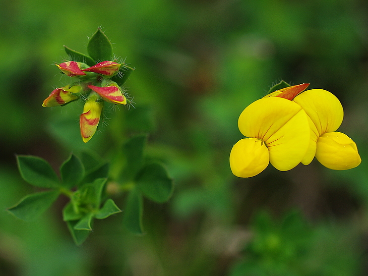 Horn-Klee (Lotus corniculatus)