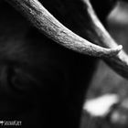 Horn of Bull
