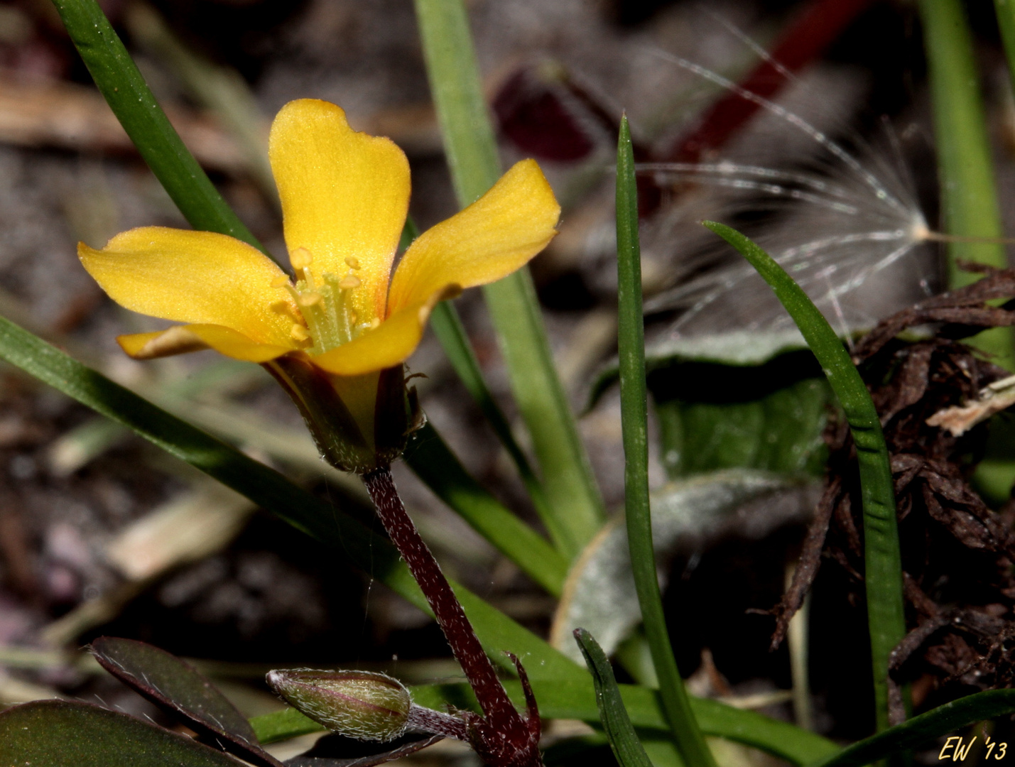 - Horn-Sauerklee (Oxalis corniculata) -