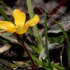 - Horn-Sauerklee (Oxalis corniculata) -