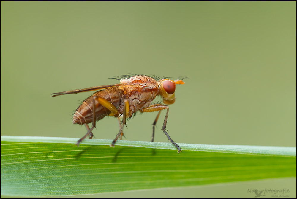 horn-schneckenfliege ( tetanocera arrogans ) weiblich 01/13