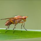 horn-schneckenfliege ( tetanocera arrogans ) weiblich 01/13