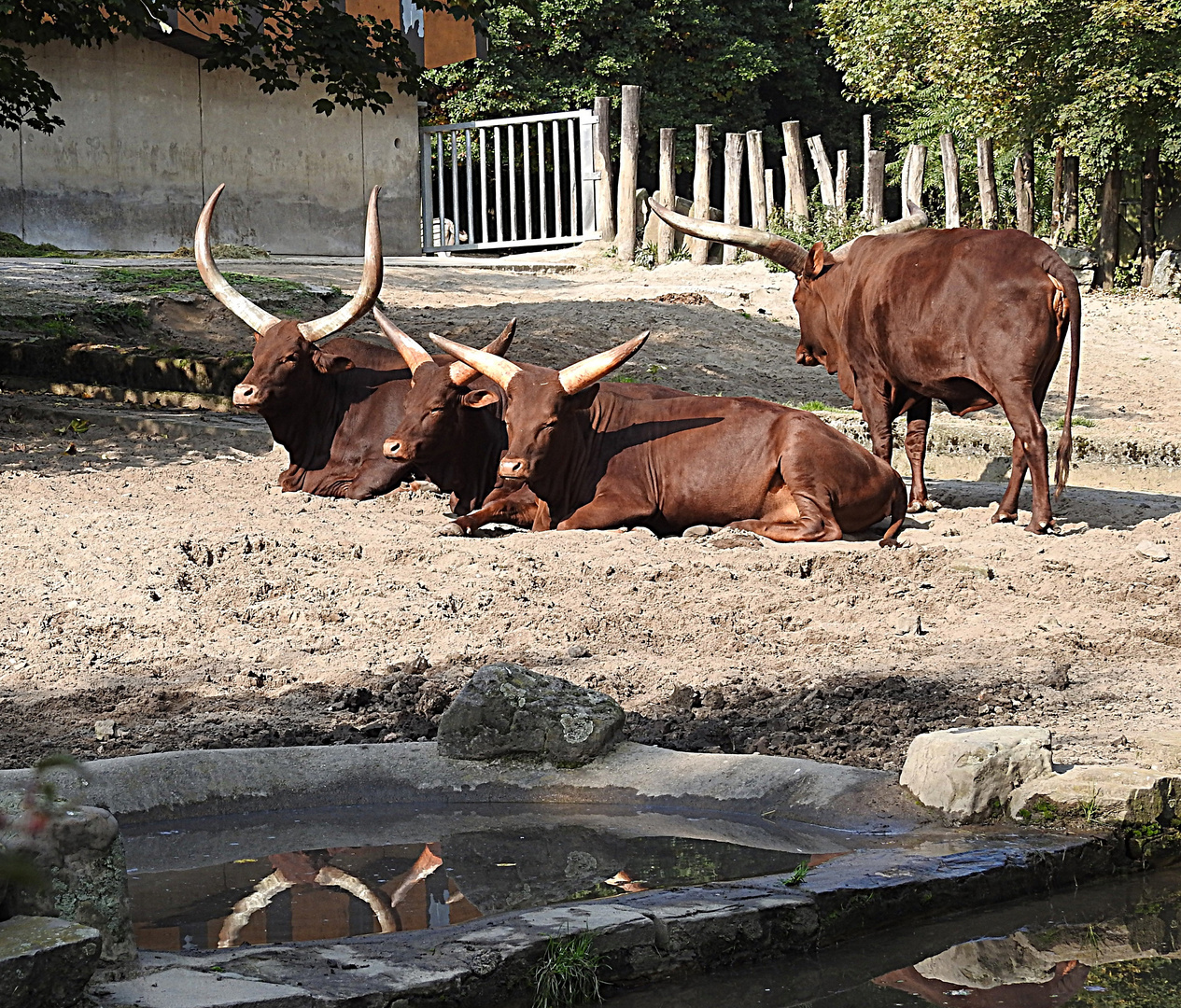 Horn-Spiegelung