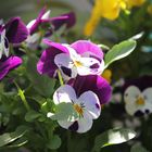 Horn-Veilchen (Viola cornuta)