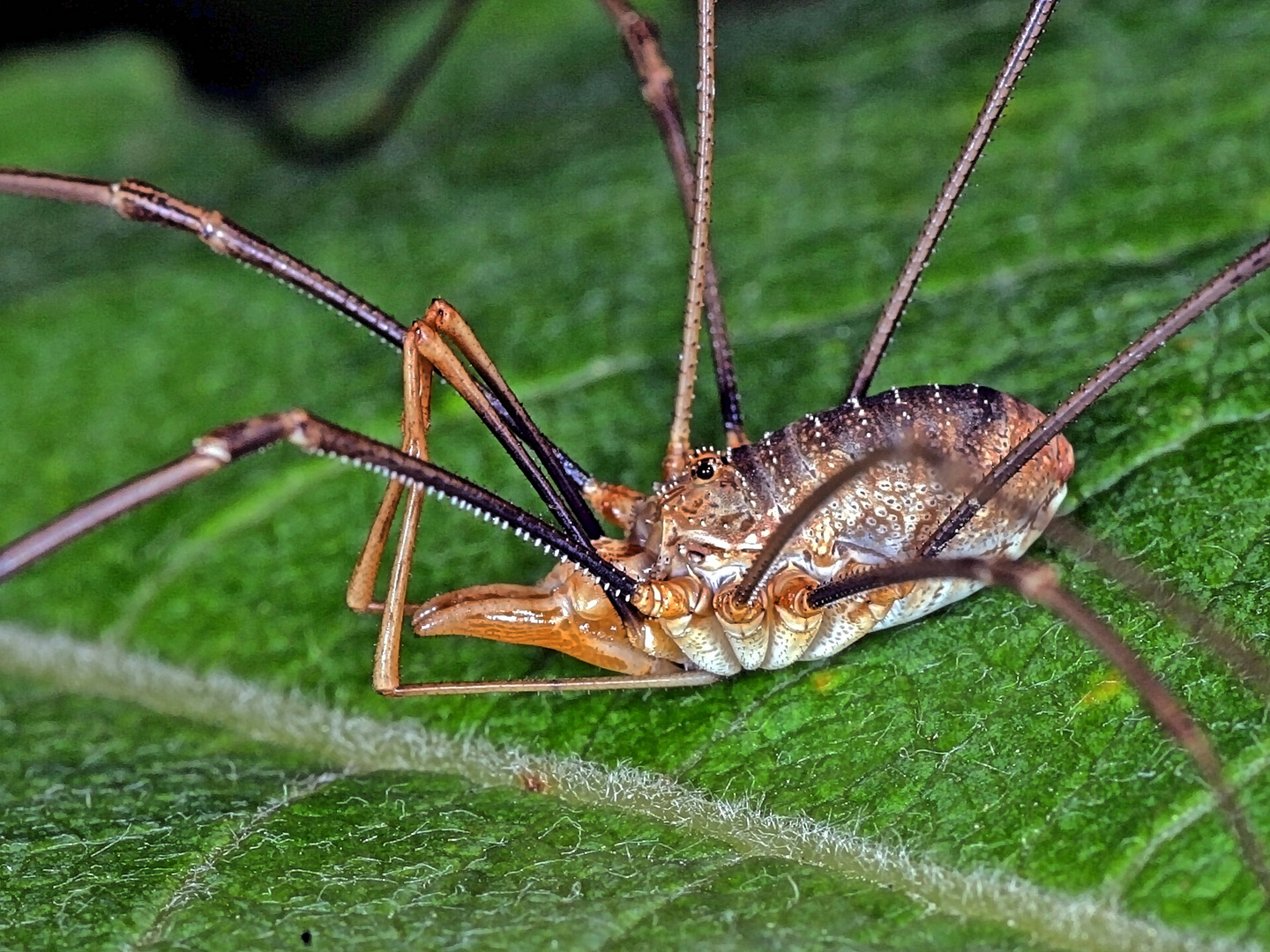 Horn-Weberknecht (Phalangium opilio) male.