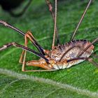 Horn-Weberknecht (Phalangium opilio) male.