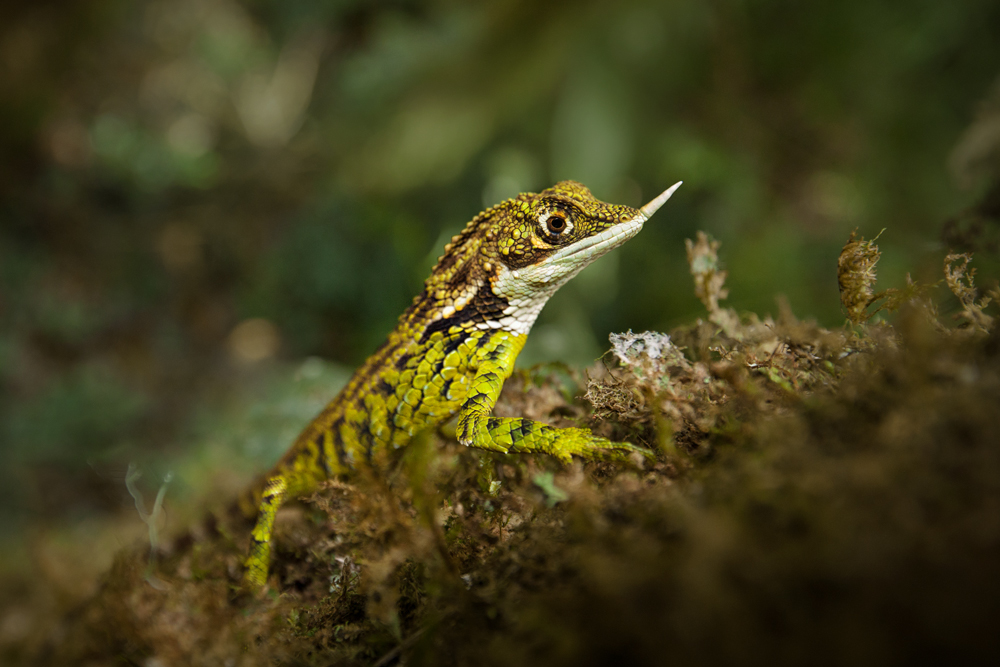 Hornagame (Ceratophora stoddartii)