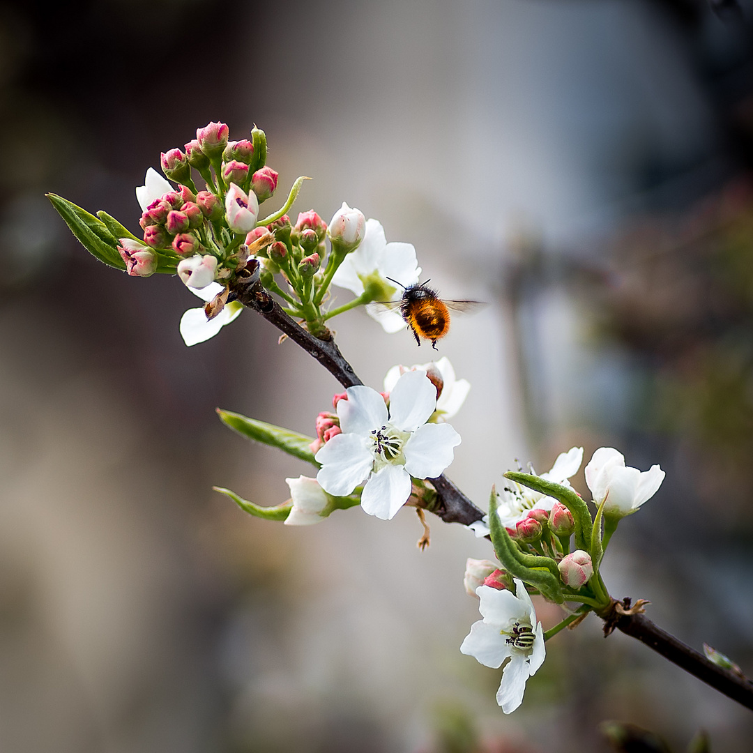 Hornbiene auf dem Weg zur Felsenbirnenblüte