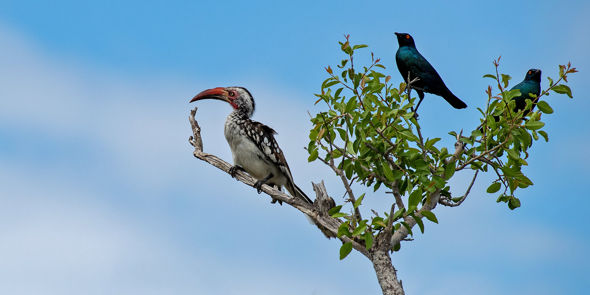 hornbill