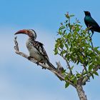 hornbill