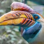 Hornbill