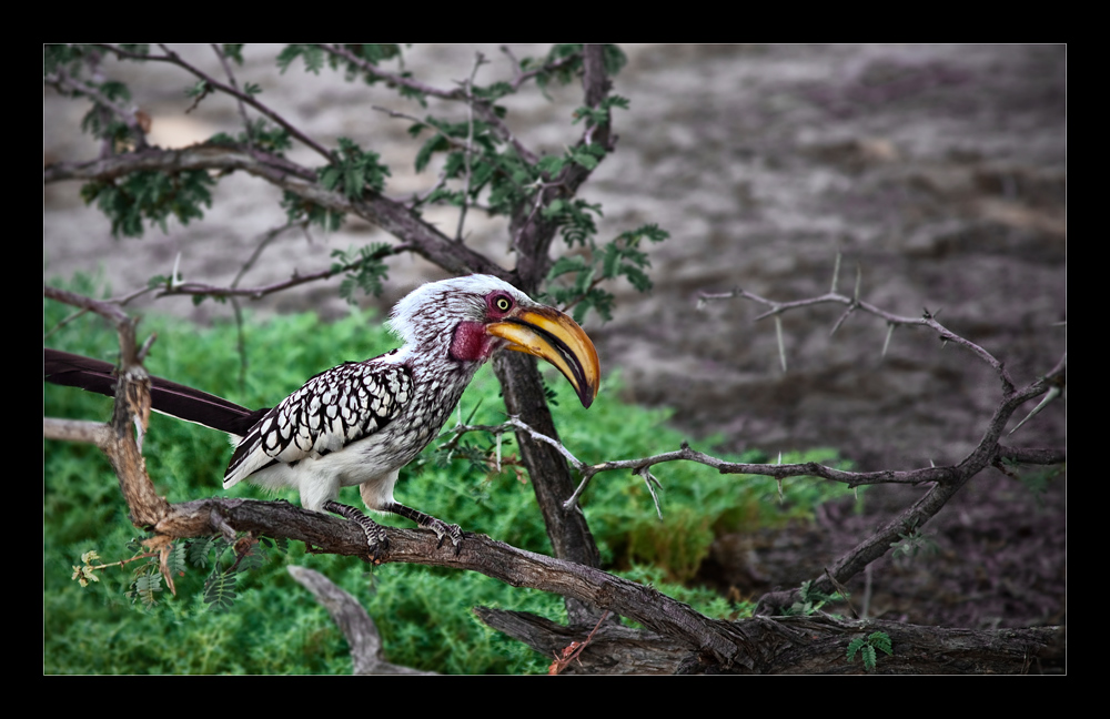 Hornbill