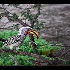 Hornbill