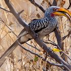 Hornbill