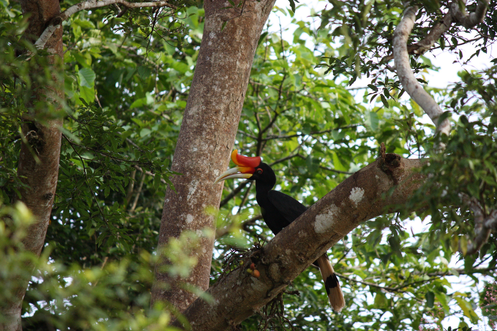 Hornbill