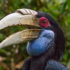 Hornbill