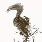 hornbill