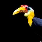 Hornbill