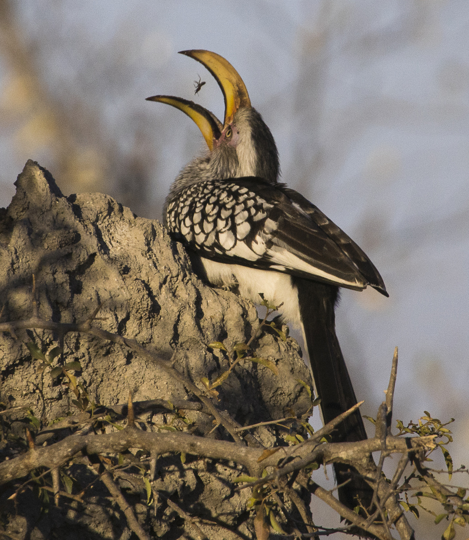 Hornbill bei der Malzeit (Termiten)