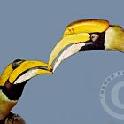 Hornbill Courtship Feeding