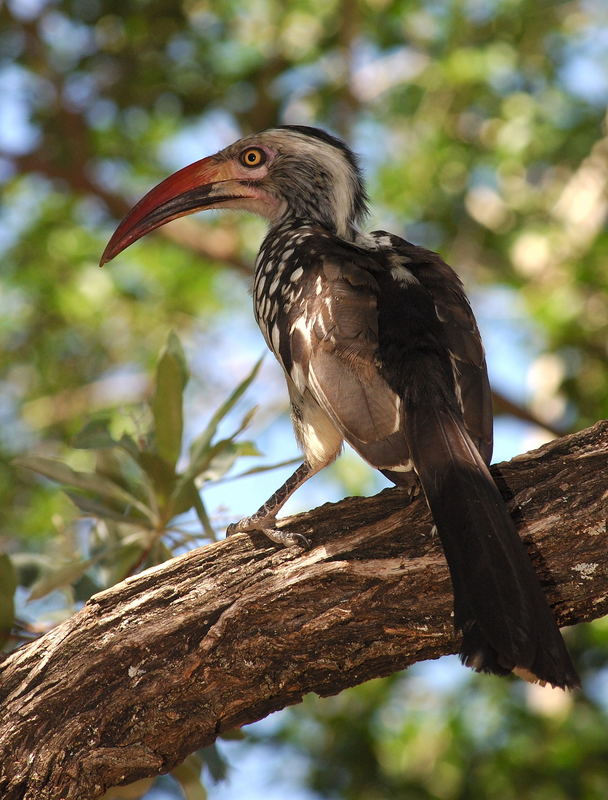 Hornbill