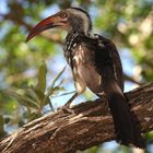 Hornbill