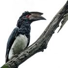 Hornbill