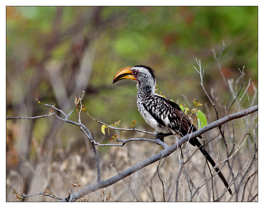 hornbill