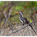 hornbill