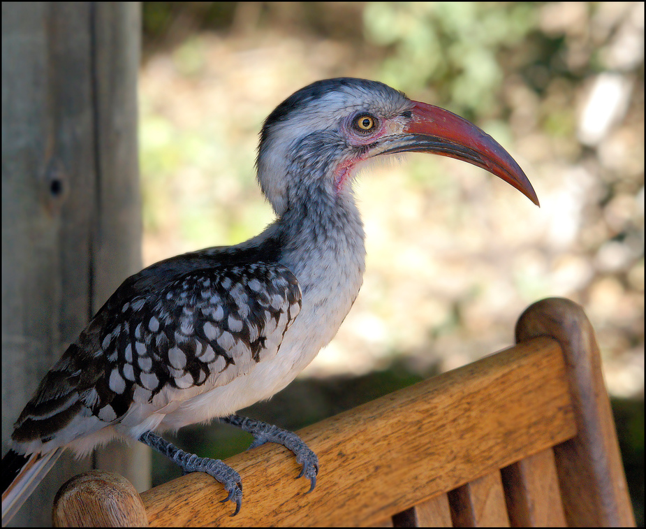 Hornbill