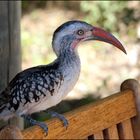 Hornbill