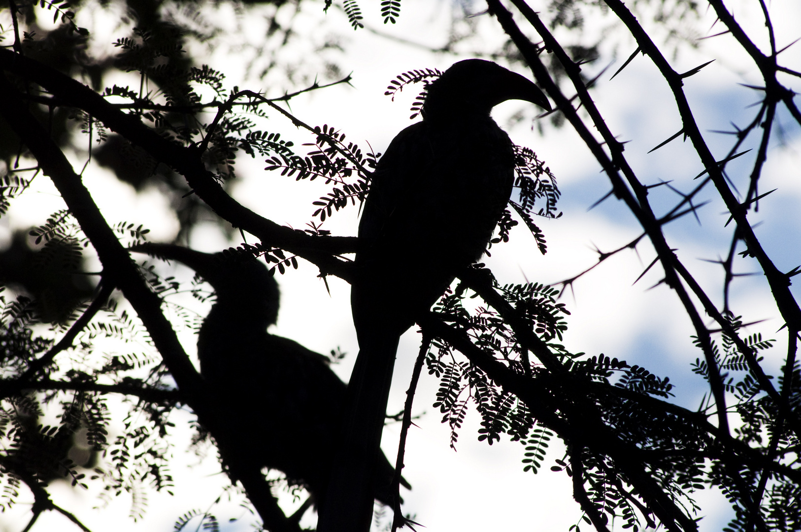 hornbill