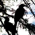 hornbill