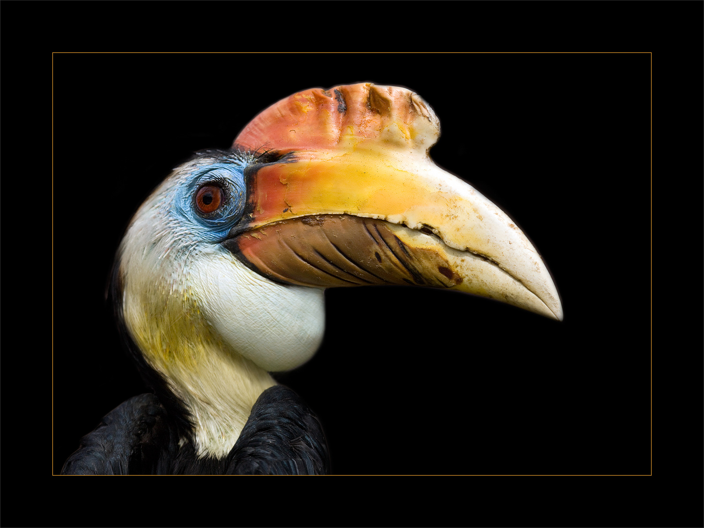 Hornbill II