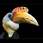 Hornbill II